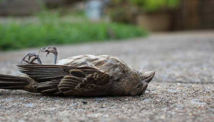 50 birds die of mysterious disease in Bihar