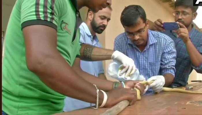 Experts remove rod pieces lodged inside cobra in Odisha
