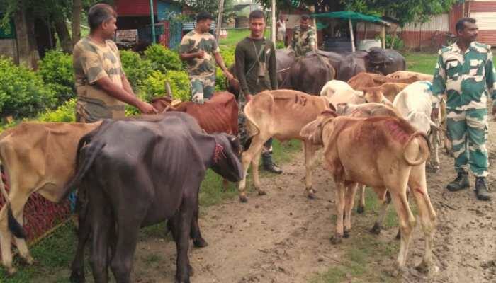 West Bengal: BSF thwarts smuggling bid, seizes 96 cattle worth over Rs 6 lakh