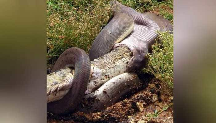 Python swallows crocodile whole in an epic battle, man captures the scary incident