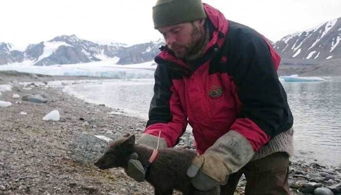 Young Arctic Fox stuns researchers by setting record in walking from Norway to Canada
