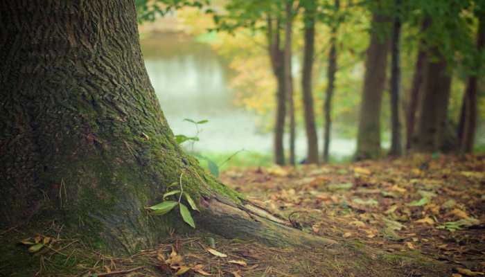 25,000 trees in 5 years: How a 72-year-old is turning Madhya Pradesh green