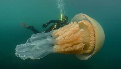 Human-sized jellyfish stuns, then delights marine conservationist diver