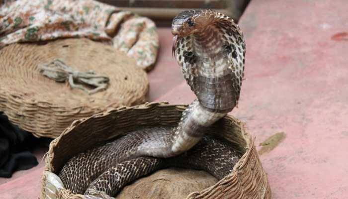 Bowl of milk does not attract snakes: Myths busted on World Snake Day