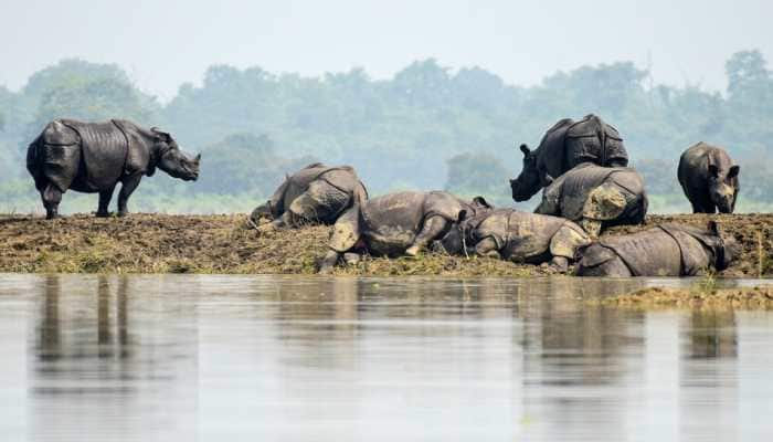 80% Kaziranga National Park submerged, Assam floods death toll rises to 37