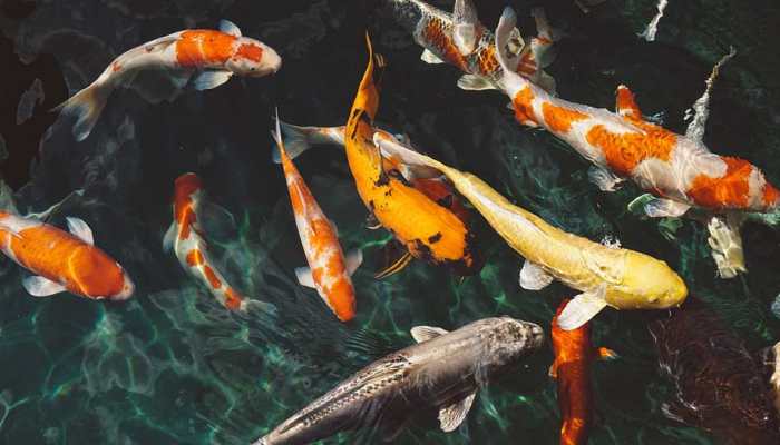 J&amp;K produces 20,000 tonnes of fish annually