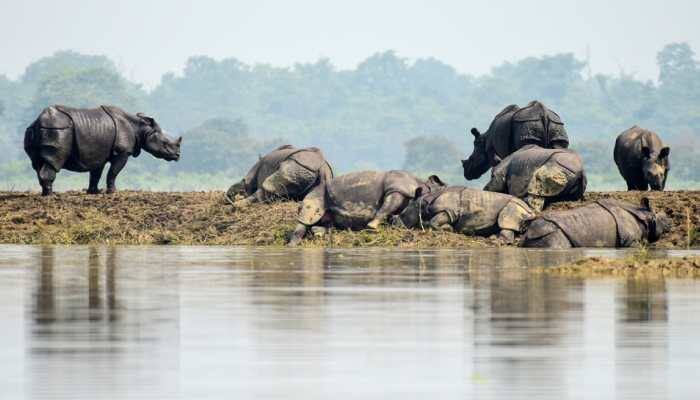 In pic: Rhinos finding shelter on a piece of land amid floodwater in Assam