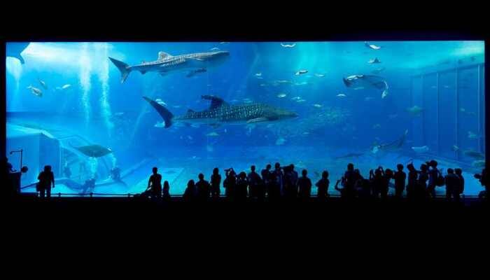  World's highest aquarium starts trial operation in China's Qinghai