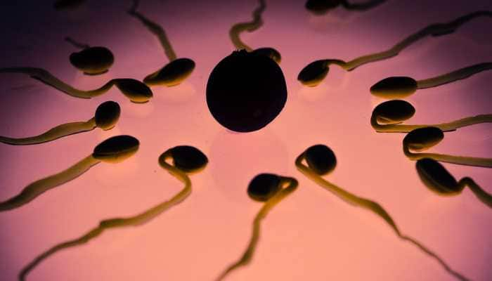 &#039;Secret handshake&#039; detected between sperm and uterus