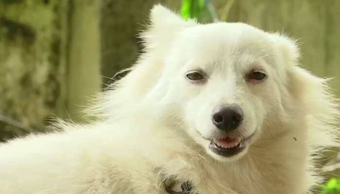 Kerala: Owner dumps adorable dog over 'illicit relationship' with neighbourhood pooch