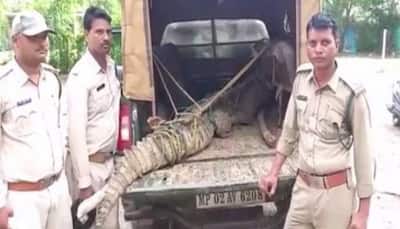 Crocodile enters residential area in Madhya Pradesh due to heavy rain, rescued