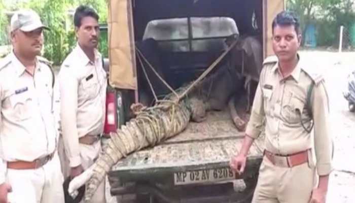 Crocodile enters residential area in Madhya Pradesh due to heavy rain, rescued