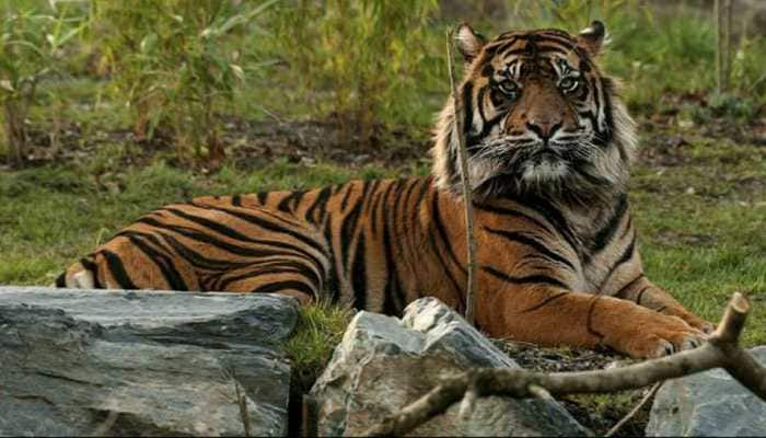 PM Modi to release Tiger Census Report 2018 on Monday