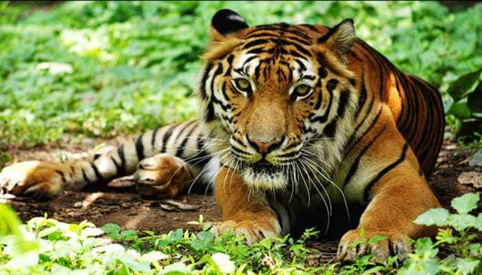India&#039;s Tiger population improves 33% to 2,967 in 2018