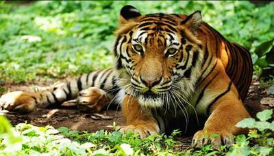 India's Tiger population improves 33% to 2,967 in 2018