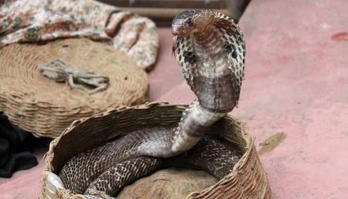 Man bites snake, crunches it into pieces to take revenge, lands in hospital