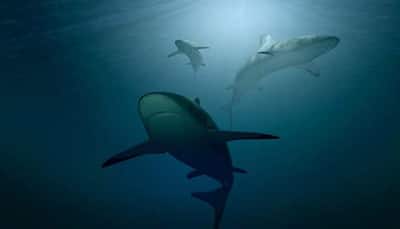 Shark hotspots facing threat from overfishing globally
