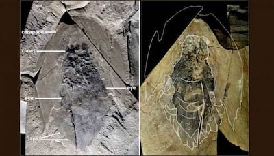 Hundreds of fossils of mysterious primordial predator, with head resembling 'Star Wars' spaceship, unearthed