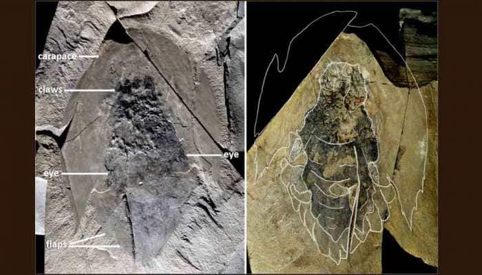 Hundreds of fossils of mysterious primordial predator, with head resembling 'Star Wars' spaceship, unearthed