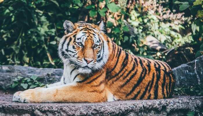 Tiger population growth 'good sign' for meeting UN goals
