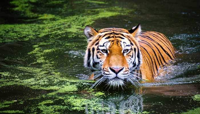 Tiger turnaround: How over 75,000 frames captured by camera traps helped