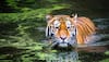 Tiger turnaround: How over 75,000 frames captured by camera traps helped