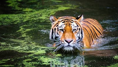 Tiger turnaround: How over 75,000 frames captured by camera traps helped