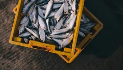 No link between formalin-laced fish and cancer: Goa Minister