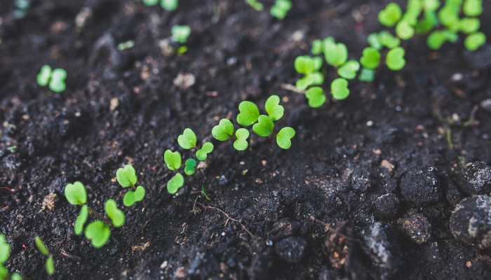 UP government to plant 22 crore saplings on August 9