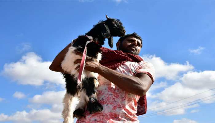 Despite Bombay HC's order, animals sacrificed in many places in Mumbai on Eid-al-Adha