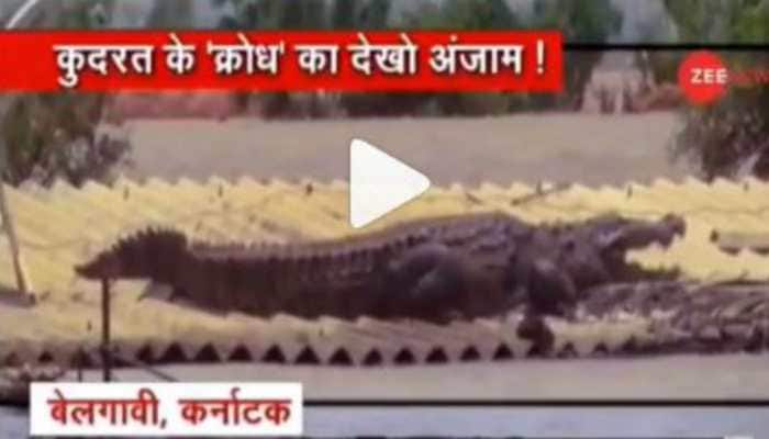 Watch: Crocodile parks itself on roof of house in flood-affected Belgavi
