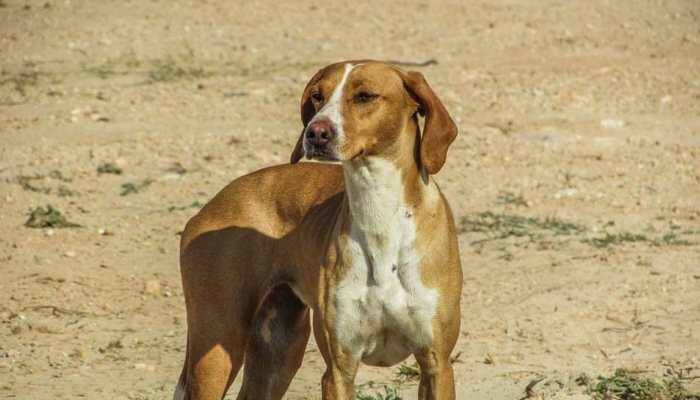 Stray dog menace disrupts Air India flight landing at Goa airport