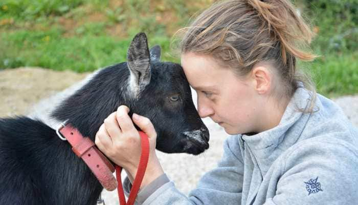 Goat gives solid headbutt to a girl wanting to take selfie, video goes viral—Watch 