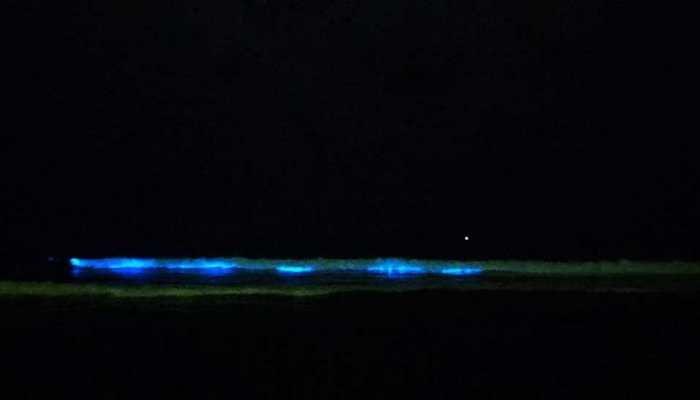 Bioluminescent algae make comeback on Chennai beaches, breathtaking visuals go viral