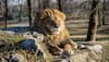 Three pet lions killed after mauling owner to death