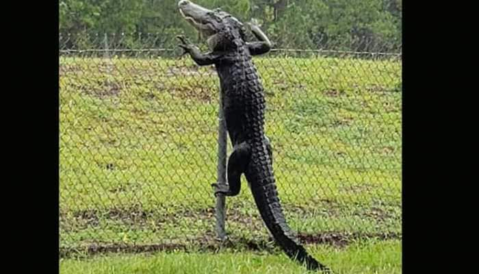 Shocking video shows alligator climbing fence at US Navy air base