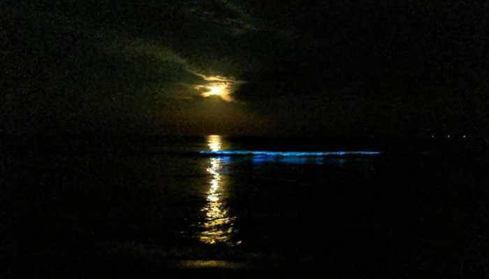 ‘Blue glow’ in Chennai beaches: A microscopic look at what caused it