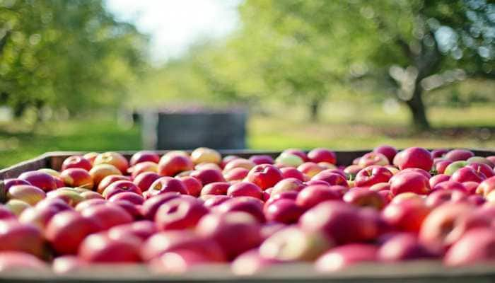 How J&amp;K&#039;s path to prosperity lies through its lush apple orchards