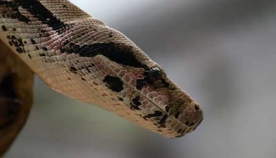 Scary pic shows how a python swallowed a bird in Australia - See inside 