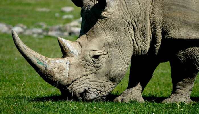 Video: When an angry rhino attacked a car at safari park in Germany 