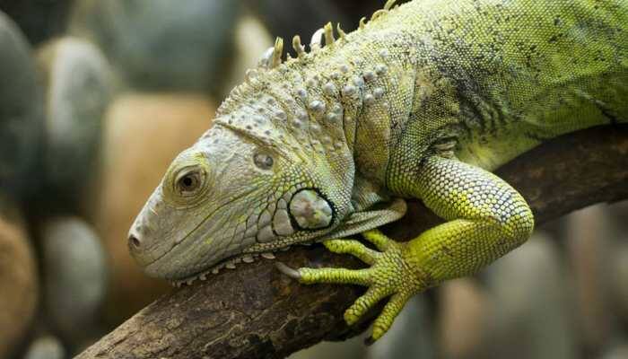 In viral video, Iguana steals spotlight by 'working out' on airport conveyor belt in Florida