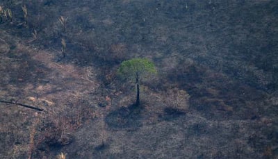 Brazil prohibits Amazon land-clearing fires for 60 days over crops, cattle grazing