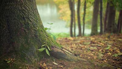 Imphal man quits job, dedicates 18 years to plant 300-acre forest