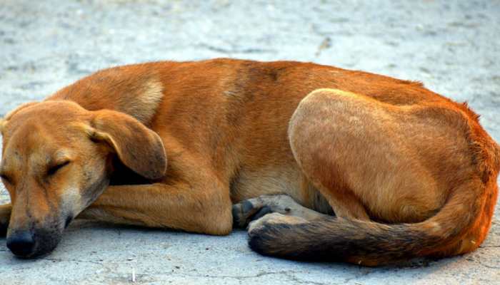 Viral: &#039;Clever&#039; dog fakes leg injury to get food, attention from people - Watch 