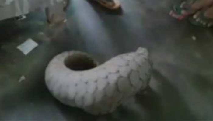 Indian pangolin rescued from house in Odisha's Cuttack