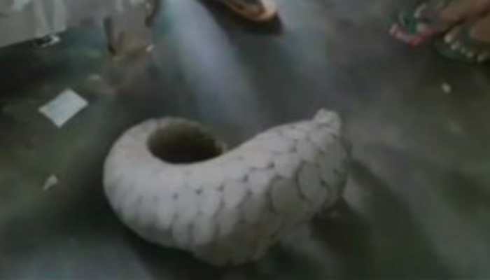 Indian pangolin rescued from house in Odisha's Cuttack