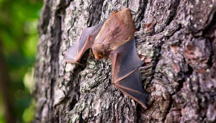 Know why rare bats in Cuba get &#039;manicures&#039; from scientists