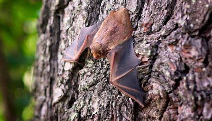 Know why rare bats in Cuba get 'manicures' from scientists