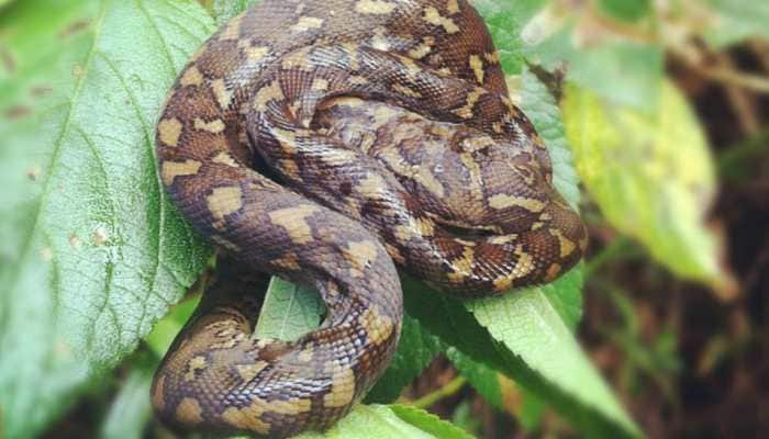 Rare footage shows how a baby snake slithers out of amniotic sac - Watch