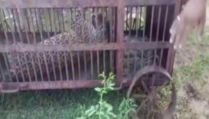 Leopard rescued from residential area in Rajasthan